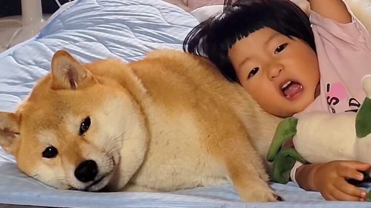 赤ちゃんと一緒に育った犬→2年後…まるで本当のお母さんのような『女の子への対応』に6万いいね集まる「貫禄がｗｗ」「無で笑った」と絶賛(ブログ)