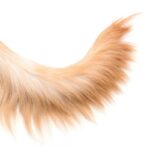 犬の『しっぽの動き』から読み取る４つの心理　感情による違いや見極めるためのコツをご紹介(ブログ)