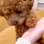 子犬に『おて』を習得させたはずが…「落ち着いてｗｗ」「一生懸命だから合格」絶妙に違う『可愛い失敗をする光景』に8万再生の反響(ブログ)