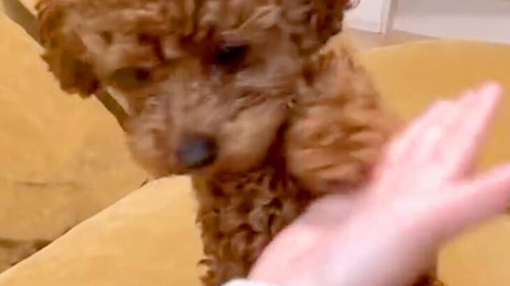 子犬に『おて』を習得させたはずが…「落ち着いてｗｗ」「一生懸命だから合格」絶妙に違う『可愛い失敗をする光景』に8万再生の反響(ブログ)