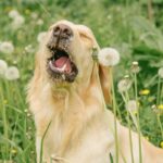 犬の『くしゃみ』は放置してはいけない？考えられる原因から病院に連れて行くべき症状まで(ブログ)