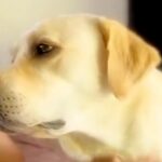 甘えてくる大型犬をなでなで→なぜか『足』が…まるでスイッチが入ったかのような『個性的な行動』が11万再生「動きｗｗ」「謎だけど可愛い」(ブログ)