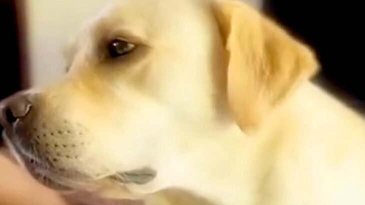 甘えてくる大型犬をなでなで→なぜか『足』が…まるでスイッチが入ったかのような『個性的な行動』が11万再生「動きｗｗ」「謎だけど可愛い」(ブログ)