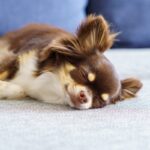 犬が『安心している』ときにみせる３つのサイン　リラックスしてもらうためのポイントとは(ブログ)
