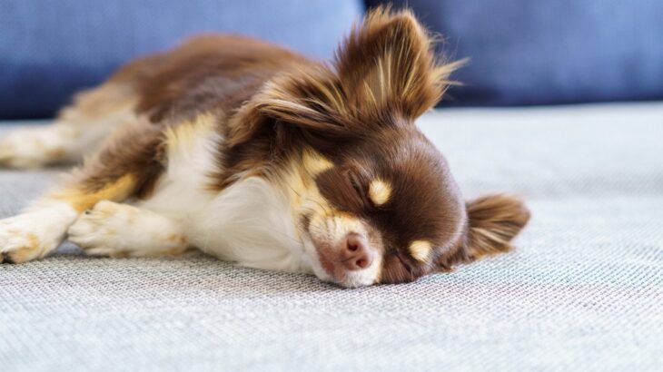 犬が『安心している』ときにみせる３つのサイン　リラックスしてもらうためのポイントとは(ブログ)