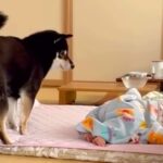 寝ている赤ちゃんの横で眠ろうとした犬→音で泣かせてしまい…『気まずくて見せた行動』が66万再生「退散ｗｗ」「チラ見笑ったｗ」と反響(ブログ)