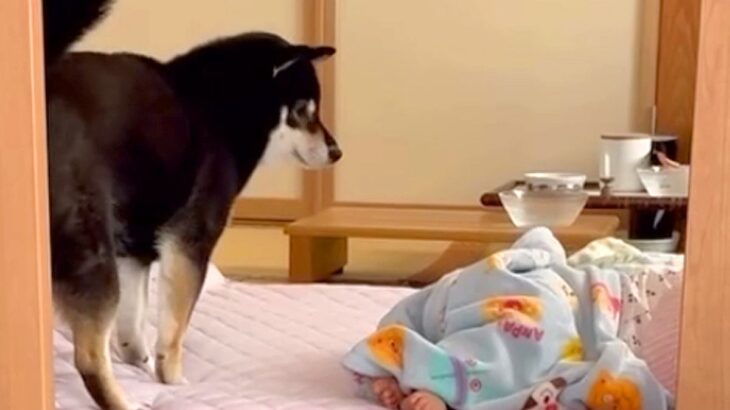 寝ている赤ちゃんの横で眠ろうとした犬→音で泣かせてしまい…『気まずくて見せた行動』が66万再生「退散ｗｗ」「チラ見笑ったｗ」と反響(ブログ)
