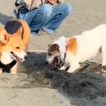 砂浜で先輩犬に穴掘りを教わる犬→一生懸命になりすぎて…『まさかの結末』に4万いいね「不器用さが愛おしい」「途中から我が道進んでるｗ」(ブログ)