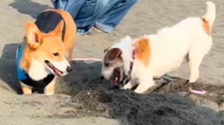 砂浜で先輩犬に穴掘りを教わる犬→一生懸命になりすぎて…『まさかの結末』に4万いいね「不器用さが愛おしい」「途中から我が道進んでるｗ」(ブログ)