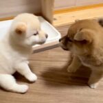生後35日目の赤ちゃん犬たち→目が合った瞬間…ずっと見ていたい『元気いっぱいすぎる行動』が13万再生「尊い…」「教育が素晴らしい」と反響(ブログ)