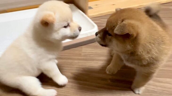 生後35日目の赤ちゃん犬たち→目が合った瞬間…ずっと見ていたい『元気いっぱいすぎる行動』が13万再生「尊い…」「教育が素晴らしい」と反響(ブログ)