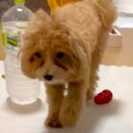 足をあげて歩く犬→心配で病院に行ったら…獣医師に告げられた『衝撃の診断結果』に爆笑「名演技ｗ」「かまってちゃん」と52万再生の反響(ブログ)