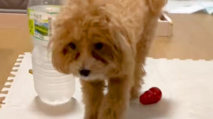 足をあげて歩く犬→心配で病院に行ったら…獣医師に告げられた『衝撃の診断結果』に爆笑「名演技ｗ」「かまってちゃん」と52万再生の反響(ブログ)