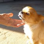 犬を可愛がるおばあちゃんに『犬が好きか』聞いてみた結果…思わず吹き出す『衝撃的な返答』が326万再生「爆笑したｗｗ」「追い打ちで草」(ブログ)
