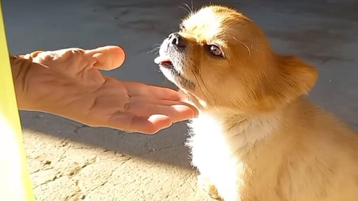 犬を可愛がるおばあちゃんに『犬が好きか』聞いてみた結果…思わず吹き出す『衝撃的な返答』が326万再生「爆笑したｗｗ」「追い打ちで草」(ブログ)