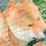 庭で遊んでいたはずの犬が…『何してんの？』目を疑う”衝撃の行動”が111万再生「ハムかな？」「メロンパンｗ」「ナチュラルハンモックで草」(ブログ)