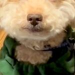 『残業後の私やん…』目がつぶらなおじいちゃん犬→『まるで人間のような表情』が150万再生「大御所の俳優みたい」「穏やかで優しいお顔」(ブログ)