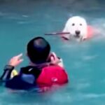 アウトドア中に川に飛び込んだ父→大型犬が助けようとして…健気すぎる行動と『まさかのオチ』が8万再生「笑った」「ちょっと焦ったｗ」の声(ブログ)