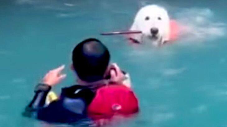 アウトドア中に川に飛び込んだ父→大型犬が助けようとして…健気すぎる行動と『まさかのオチ』が8万再生「笑った」「ちょっと焦ったｗ」の声(ブログ)