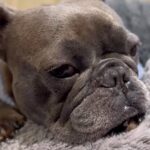夜11時、震えてうずくまる犬→心配すぎて緊急で病院へ行ったら…『まさかの診断結果』に「愛情感じる」「最高のオチ」「幸せ者」と絶賛(ブログ)