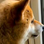 お姉ちゃんが大好きな犬→『内緒で帰省した』結果…サプライズで見せた『想像以上の尊い反応』が143万再生「心が真っすぐ」「泣けちゃう」(ブログ)