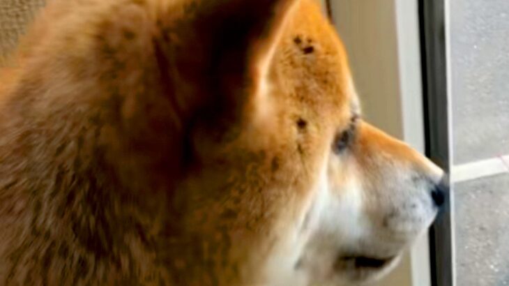 お姉ちゃんが大好きな犬→『内緒で帰省した』結果…サプライズで見せた『想像以上の尊い反応』が143万再生「心が真っすぐ」「泣けちゃう」(ブログ)