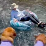 川で浮き輪に乗って流されてしまったら、気付いた大型犬が…イケメンすぎる『まさかの行動』に「素敵なボディーガード」「泣ける」と反響(ブログ)
