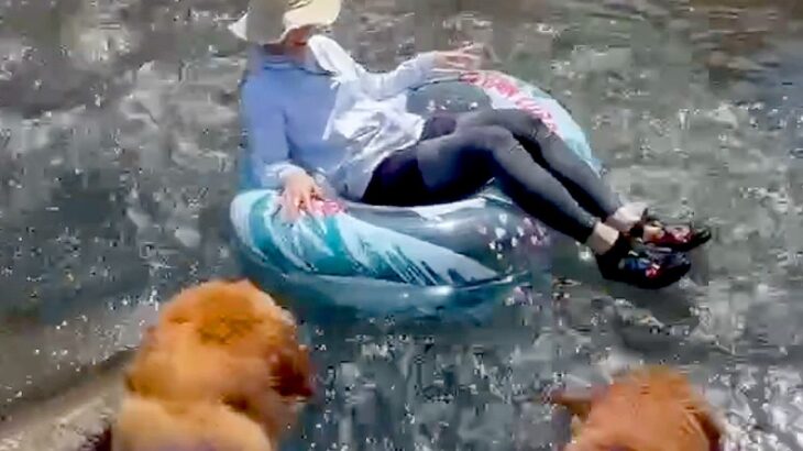 川で浮き輪に乗って流されてしまったら、気付いた大型犬が…イケメンすぎる『まさかの行動』に「素敵なボディーガード」「泣ける」と反響(ブログ)