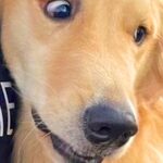 普段は社交的な大型犬→苦手な人を前にすると…思った以上の『まさかの拒否反応』に2万いいね「正直者すぎて笑ったｗ」「顔がマジで草」と爆笑(ブログ)