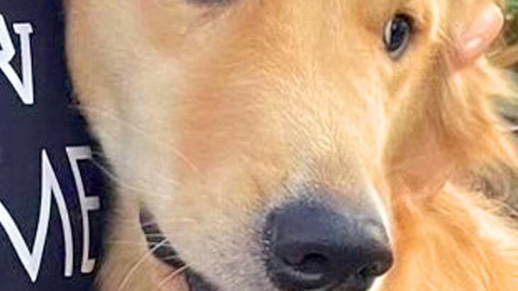 普段は社交的な大型犬→苦手な人を前にすると…思った以上の『まさかの拒否反応』に2万いいね「正直者すぎて笑ったｗ」「顔がマジで草」と爆笑(ブログ)