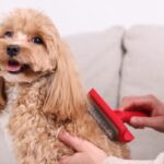 犬に対する『愛情と甘やかし』どう違う？間違った接し方が愛犬を不幸にさせてしまうかも…(ブログ)