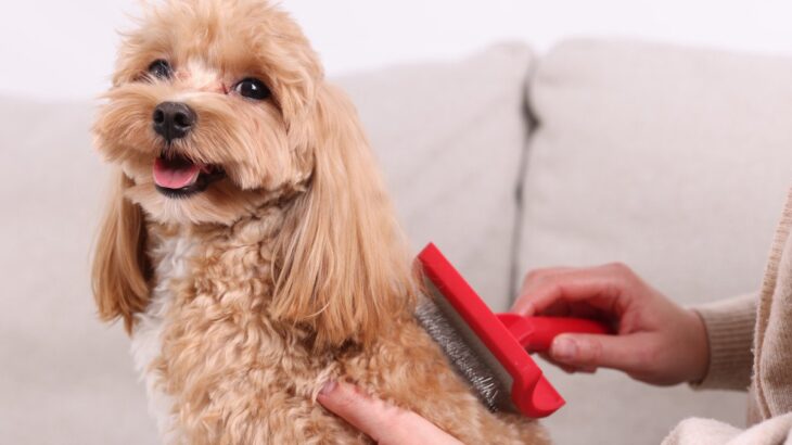 犬に対する『愛情と甘やかし』どう違う？間違った接し方が愛犬を不幸にさせてしまうかも…(ブログ)