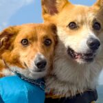 『2匹の犬が仲良くくっついている』と思ったら…想像もしなかった『まさかの展開』に4万いいね「押すなよ…押すなよｗｗ」「可愛すぎ」と爆笑(ブログ)