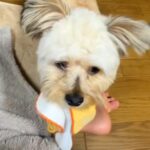 新生活に疲れ泣いていたら、犬がハンカチを持ってきてくれて…予想もつかなかった『まさかの結末』に4万5000いいね「笑う」「無理矢理で草」(ブログ)
