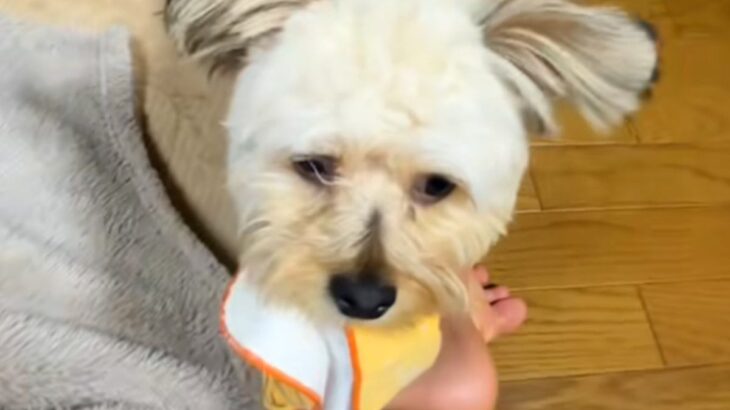 新生活に疲れ泣いていたら、犬がハンカチを持ってきてくれて…予想もつかなかった『まさかの結末』に4万5000いいね「笑う」「無理矢理で草」(ブログ)