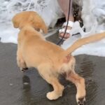 大型犬姉妹が2年ぶりに海へ行った結果→2年前と現在の光景に絶賛「個性あって面白いｗ」「めっちゃ可愛い」と8万再生の反響(ブログ)