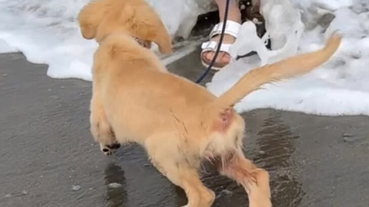 大型犬姉妹が2年ぶりに海へ行った結果→2年前と現在の光景に絶賛「個性あって面白いｗ」「めっちゃ可愛い」と8万再生の反響(ブログ)