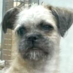 生後9ヶ月になっても売れ残っていた犬→家に迎えると決めた結果…泣けるほど素敵な『3歳になった光景』に感動「表情がとてもいい」「涙出た」(ブログ)