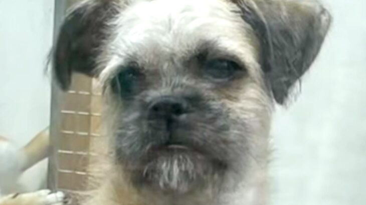 生後9ヶ月になっても売れ残っていた犬→家に迎えると決めた結果…泣けるほど素敵な『3歳になった光景』に感動「表情がとてもいい」「涙出た」(ブログ)
