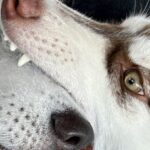 『お兄ちゃん食べないよ』犬を飼って初めて言った言葉…そのまんま過ぎる『衝撃的な光景』に36万いいねの大反響「オオカミの愛情表現」「最高」(ブログ)