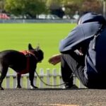 おばあちゃんが亡くなり１週間の緊急帰国→犬と離れ離れになり…涙あふれる『再会の瞬間』とまさかの変化が26万再生「泣けた」「寂しかったね」(ブログ)