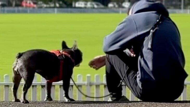 おばあちゃんが亡くなり１週間の緊急帰国→犬と離れ離れになり…涙あふれる『再会の瞬間』とまさかの変化が26万再生「泣けた」「寂しかったね」(ブログ)