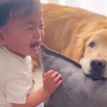 高熱が出てぐずっている男の子→そばにいる大型犬が…素敵すぎる『まさかの神対応』に「優しいお兄ちゃん」「心配なんだね」と3万再生の反響(ブログ)