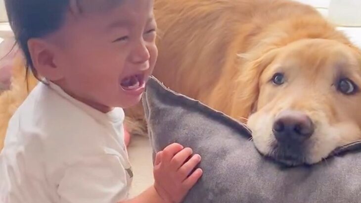 高熱が出てぐずっている男の子→そばにいる大型犬が…素敵すぎる『まさかの神対応』に「優しいお兄ちゃん」「心配なんだね」と3万再生の反響(ブログ)