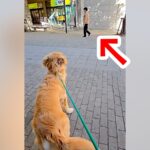 大型犬の散歩中『いるはずのないパパが通りすがったら気づくのか』検証…予想を超えた『まさかの結末』が8万再生「愛に溢れてる」「感動した」(ブログ)