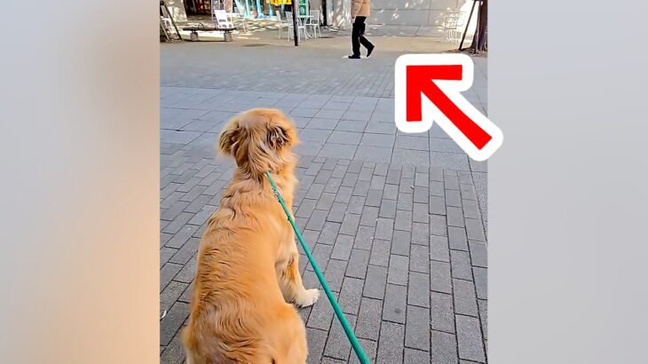 大型犬の散歩中『いるはずのないパパが通りすがったら気づくのか』検証…予想を超えた『まさかの結末』が8万再生「愛に溢れてる」「感動した」(ブログ)