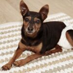 シニア犬がお漏らしをしてしまう理由4つ　粗相をしてしまう原因や対処法を解説(ブログ)