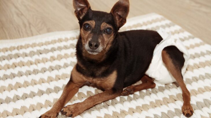 シニア犬がお漏らしをしてしまう理由4つ　粗相をしてしまう原因や対処法を解説(ブログ)