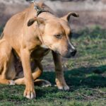 犬が『本気で嫌がっている』サイン5選　愛犬からのボディランゲージを見逃さないで(ブログ)