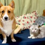 『猫にチューして』と犬に伝えた結果…思ったよりも激しい『まさかの光景』が75万再生「最後のドヤ顔たまらんｗ」「にゃんこ迷惑そうで草」(ブログ)
